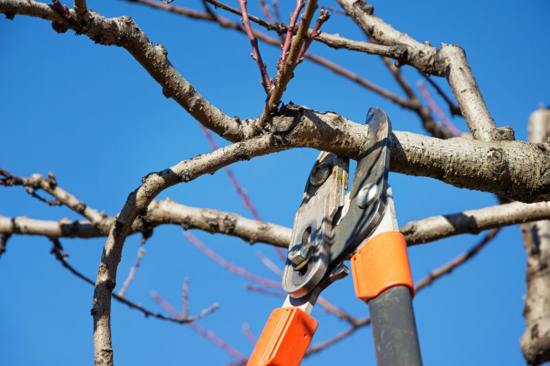 Tree Straightening
