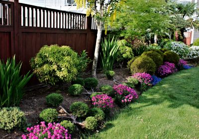 Bush Replacement in Honolulu, HI