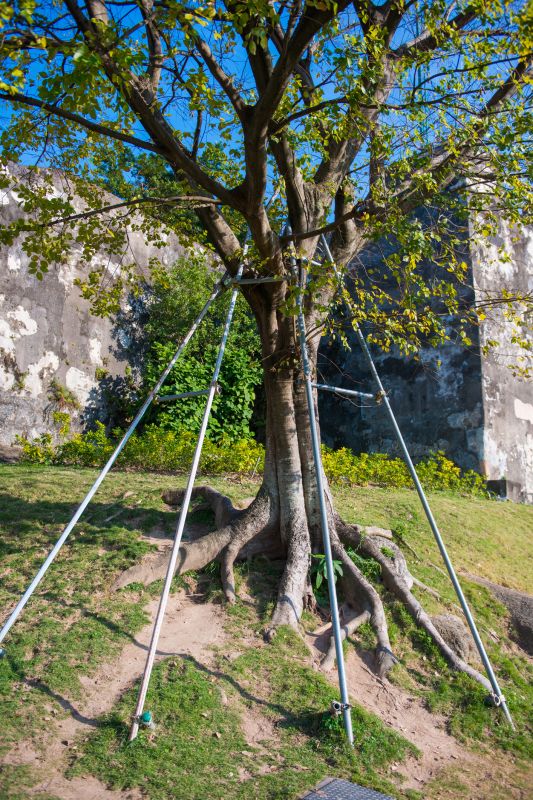 Tree Health Improvement