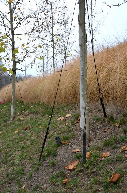 Enhances landscape appearance